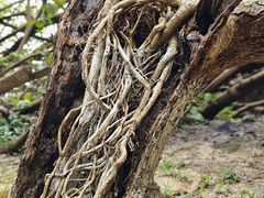 -番禺大夫山森林公园