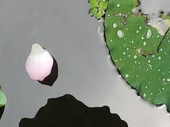 -荔湾湖公园