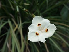-中国科学院华南植物园
