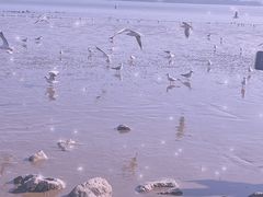 -深圳湾公园(南山区)