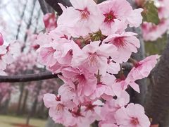 -顾村公园