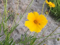 -春花秋色城市公园