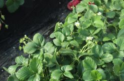 -蓝呗呗蓝莓草莓采摘园(通州区马驹桥店)