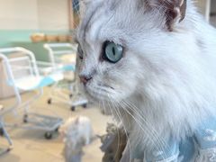 -怪兽屋·羊驼·猫咖·狗咖(俊华广场店)