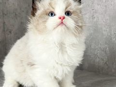 -小猫来了·猫舍(红山六九七九店)