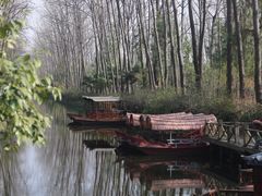 -合肥滨湖国家森林公园