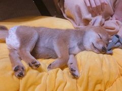 -逗柴咖啡屋·狗咖猫咖宠物桌游