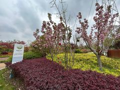 -昆山城市生态森林公园