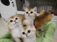 -东方名猫馆·英短金渐层布偶猫舍(环线广场1号楼店)