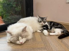 -酷豆宠物咖啡·宠物美食·撸猫馆