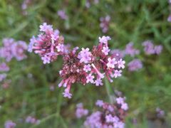-昆山城市生态森林公园