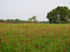 -嘉北郊野公园