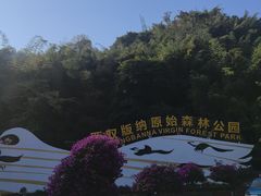 -西双版纳原始森林公园