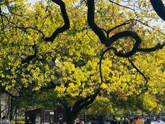 -西湖外事游船(湖滨二公园外事游船码头)