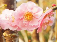 -桃花涧