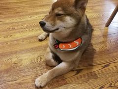 -柴务处·柴犬主题狗咖