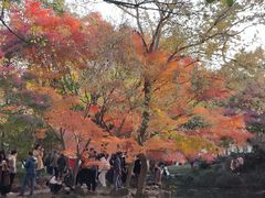 -秋霞圃