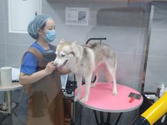 -宠福鑫康馨动物医院·骨科·眼科