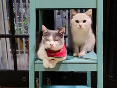 -猫色咖啡·猫咖