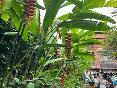 -乌布德传统市场