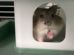 -钓仓鼠(洋桥北里小区店)