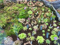 -国家植物园南园