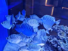 -上和臻品中国菜(花园街店)