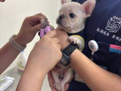 -美联众合动物医院·24h京西诊疗中心