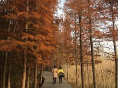 -溱湖国家湿地公园