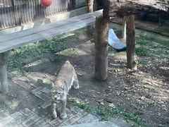 -青藏高原野生动物园