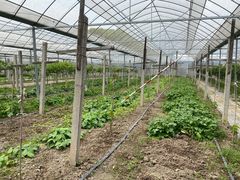 -马陆小张葡萄园农家乐