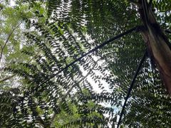 -中国科学院西双版纳热带植物园