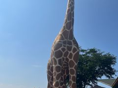 -西霞口神雕山野生动物世界