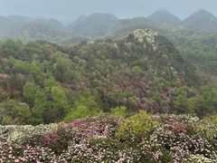 -贵州百里杜鹃风景名胜区