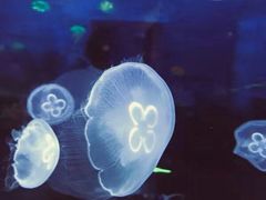 -芜湖新华联大白鲸海洋公园