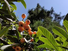 -桃源山庄·水蜜桃采摘·柴火鸡·烧烤团建(龙泉山店)