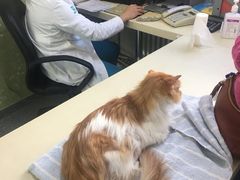 -美联众合动物医院·24h京西诊疗中心