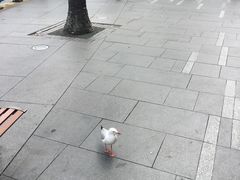 -悉尼歌剧院