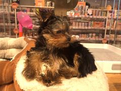 -狗道宠物(常熟印象城店)