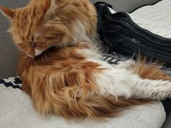 -平行世界·猫咖(首经贸店)