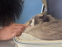 -凯瑞希宠物医院·狂犬免疫·微创·皮肤科