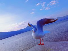 -海埂大坝