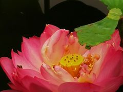 -黄兴公园