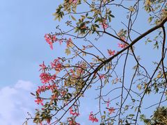 -东莞植物园