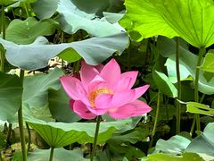 -莲池书院博物馆