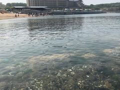 -仙人岛
