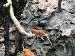 -贵州森林野生动物园
