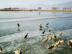-野鸭湖国家湿地公园