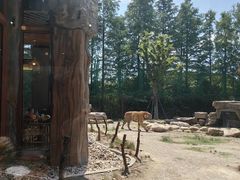 -上海野生动物园老虎餐厅