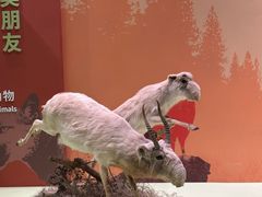 -国家自然博物馆